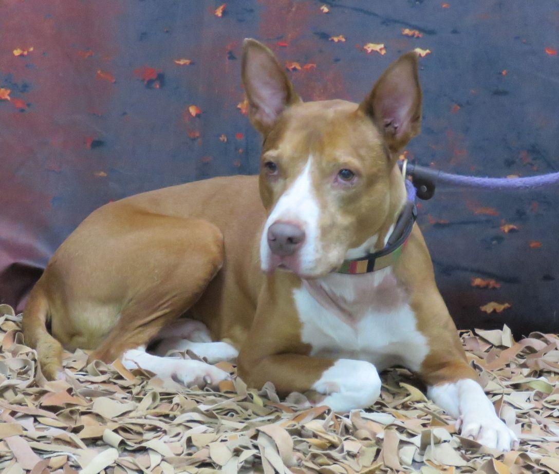 Enlarge Radar, a Adoptable mixed breed in Lexington, VA image 2/5