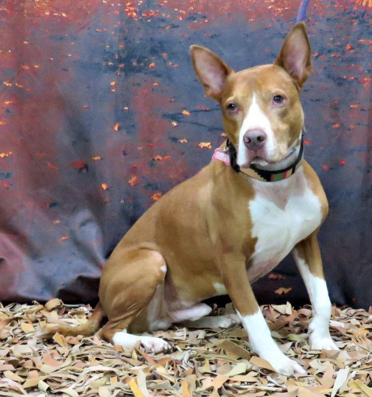 Enlarge Radar, a Adoptable mixed breed in Lexington, VA image 1/5