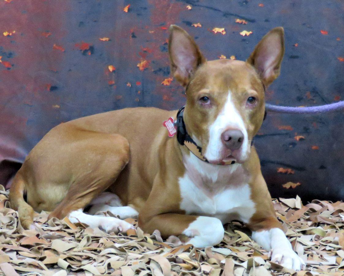 Enlarge Radar, a Adoptable mixed breed in Lexington, VA image 3/5