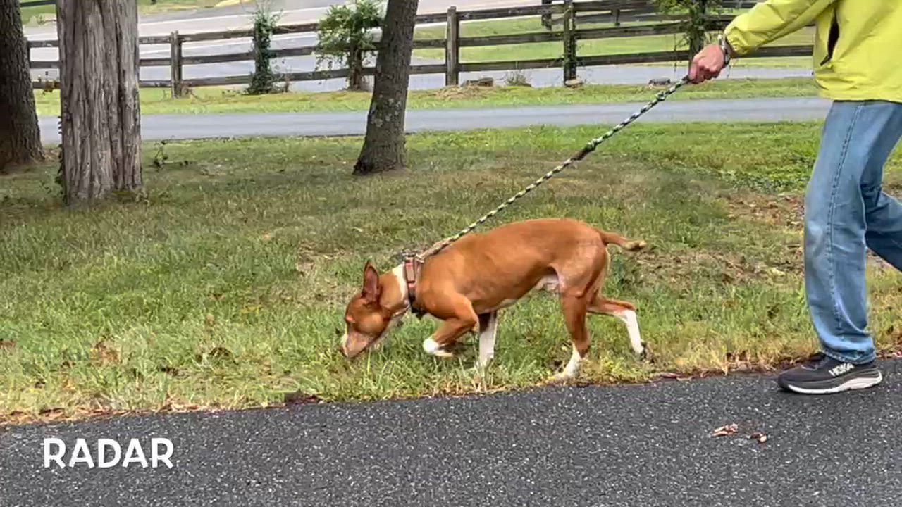 Enlarge Radar, a Adoptable mixed breed in Lexington, VA video 5/5