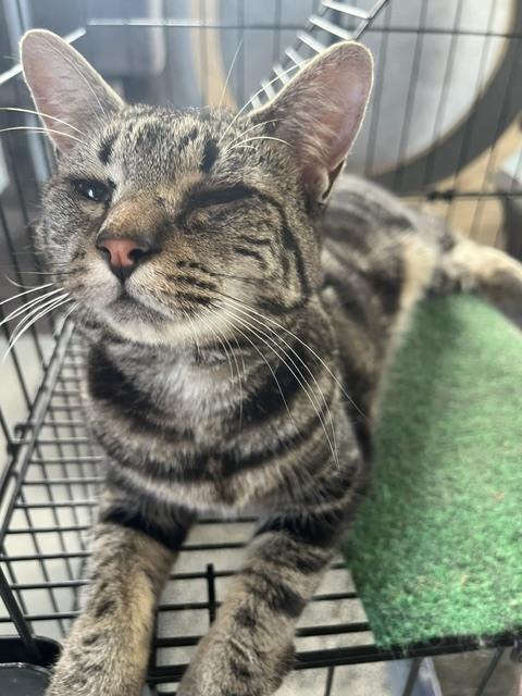 Miss Molly, Adoptable, Young Female Tabby & Domestic Short Hair.