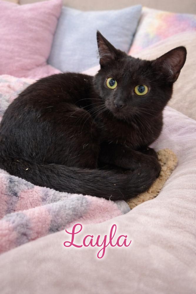 Layla, Adoptable, Kitten Male Domestic Short Hair.
