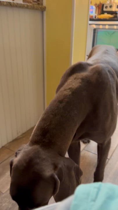 Enlarge Andy, a Adoptable Weimaraner in Hartford, CT video 6/6