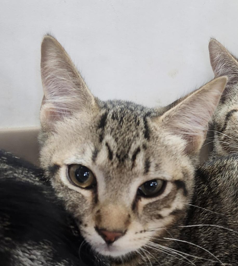 Bruce, Adoptable, Kitten Male Domestic Short Hair.