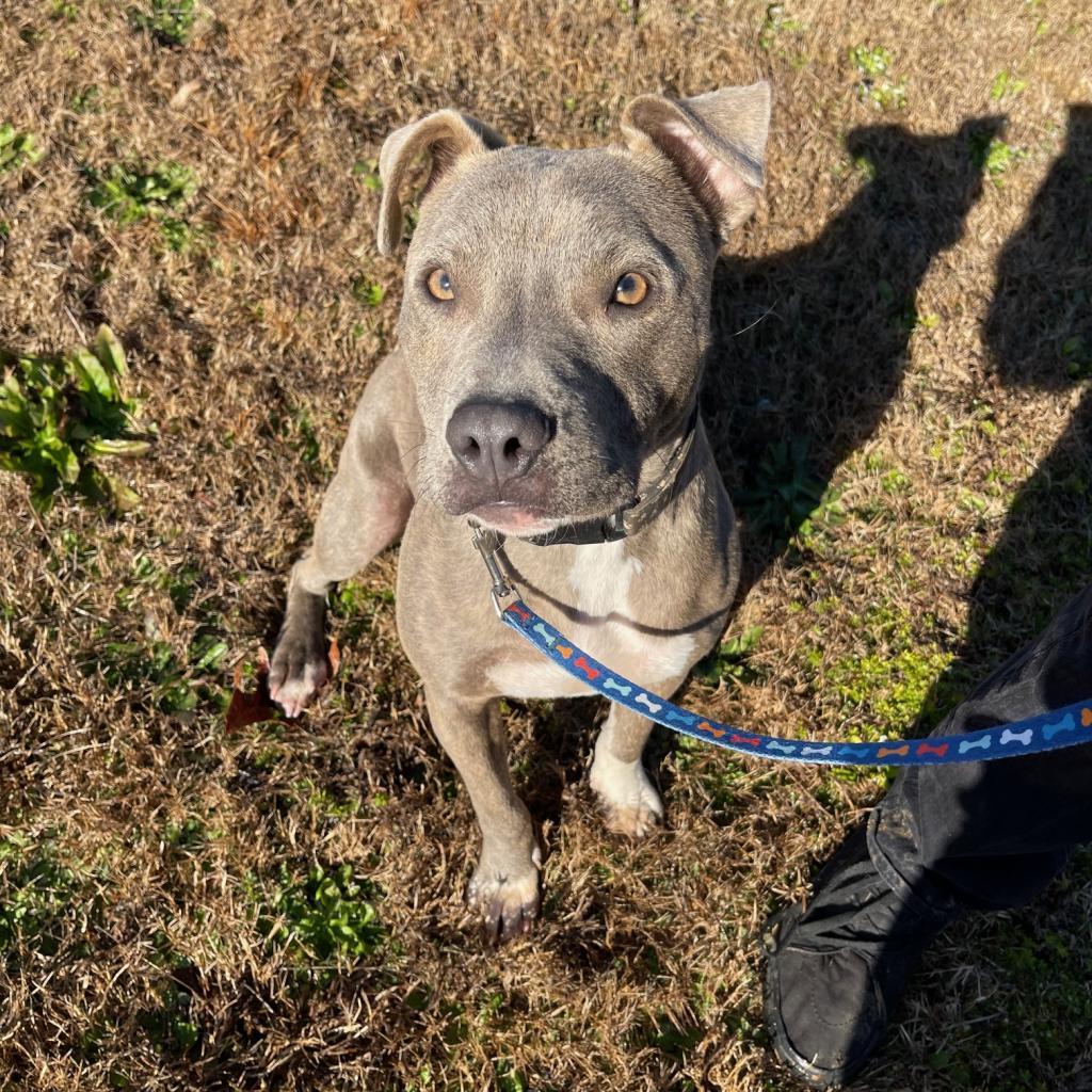 Oliver, a Adoptable Mixed Breed in Columbus, GA image 1/5