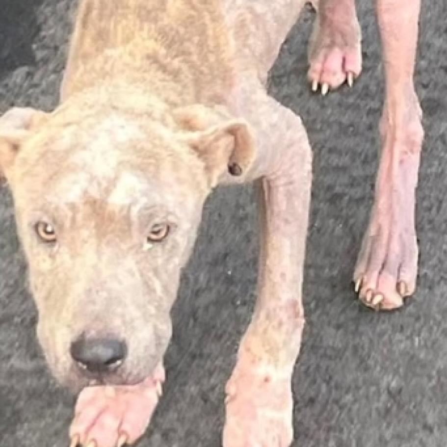 Oliver, a Adoptable Mixed Breed in Columbus, GA image 2/5