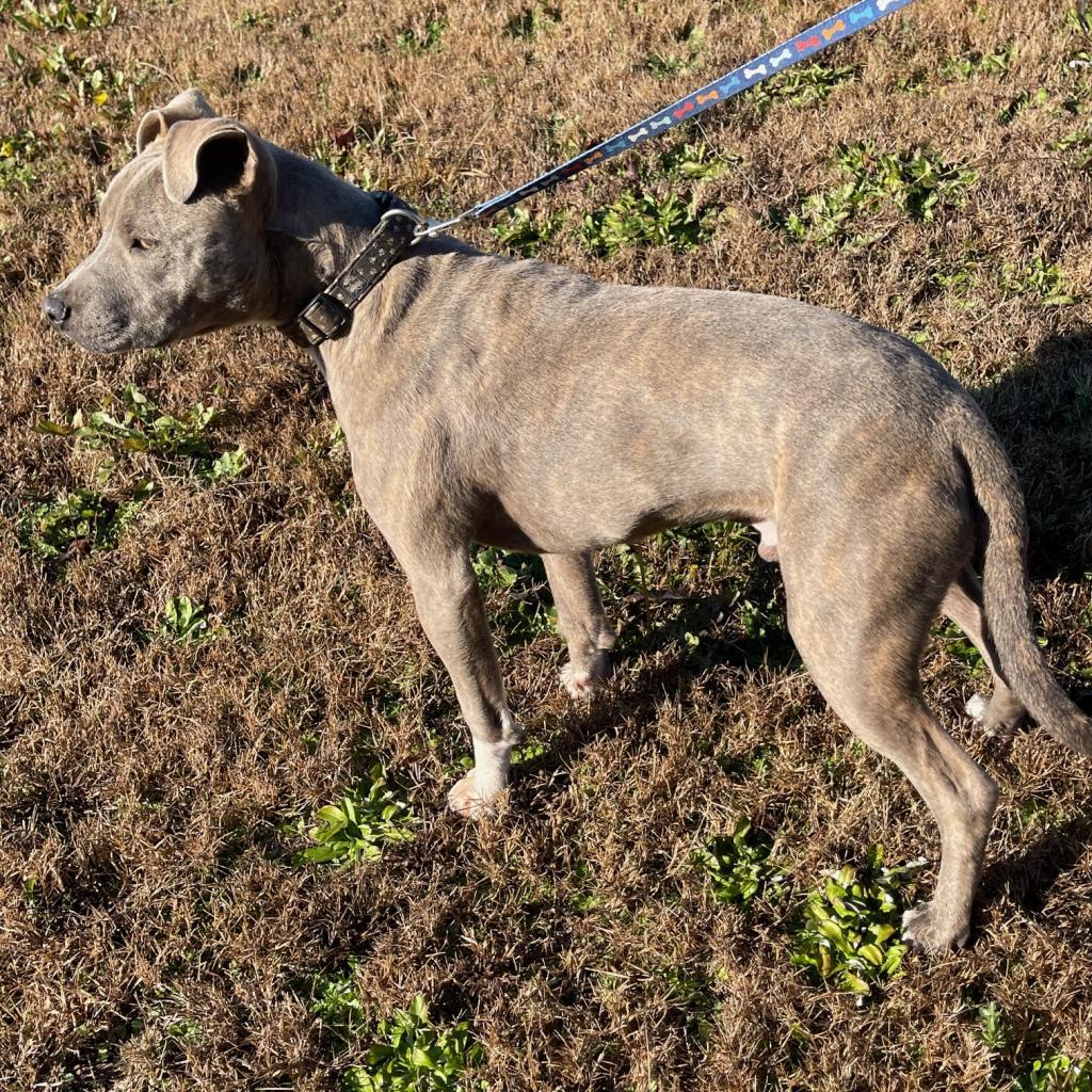 Oliver, a Adoptable Mixed Breed in Columbus, GA image 3/5