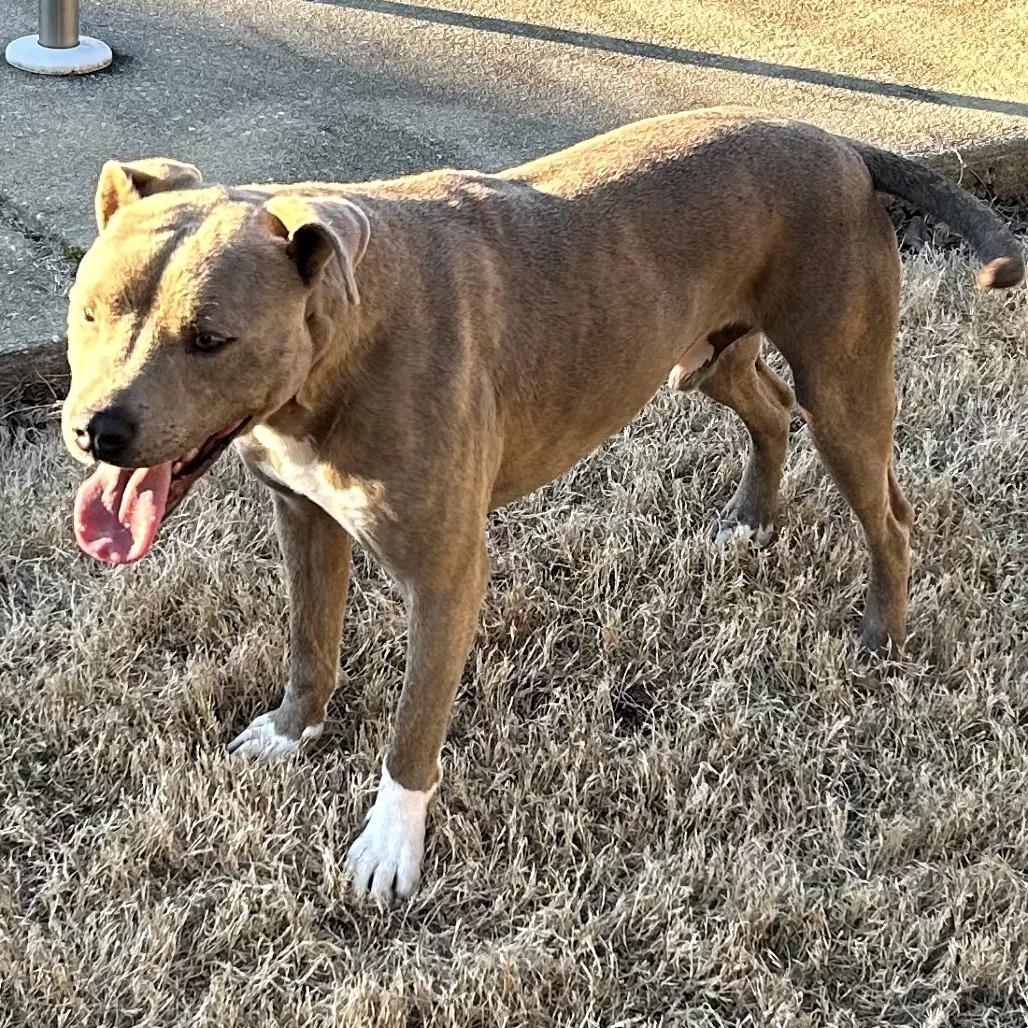 Oliver, a Adoptable Mixed Breed in Columbus, GA image 5/5