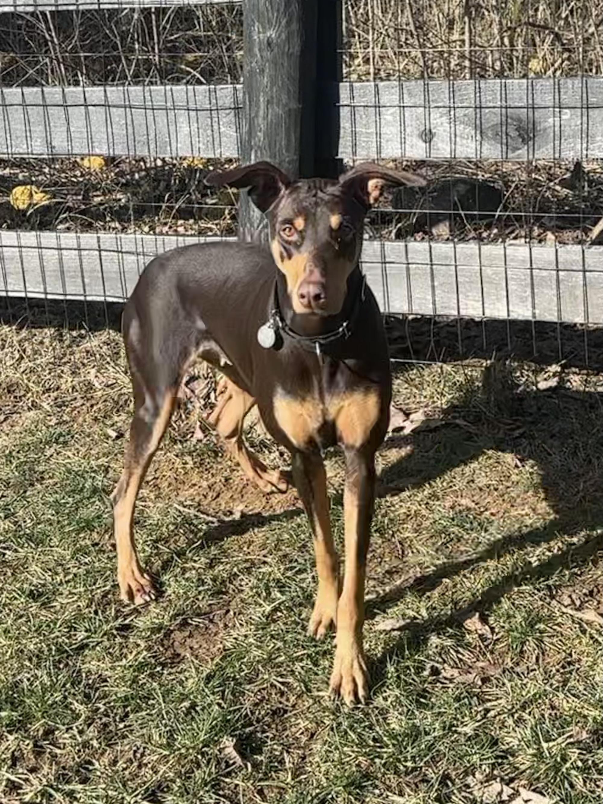Enlarge Gypsy, a ADOPTABLE Doberman Pinscher in Louisville, KY image 4/6