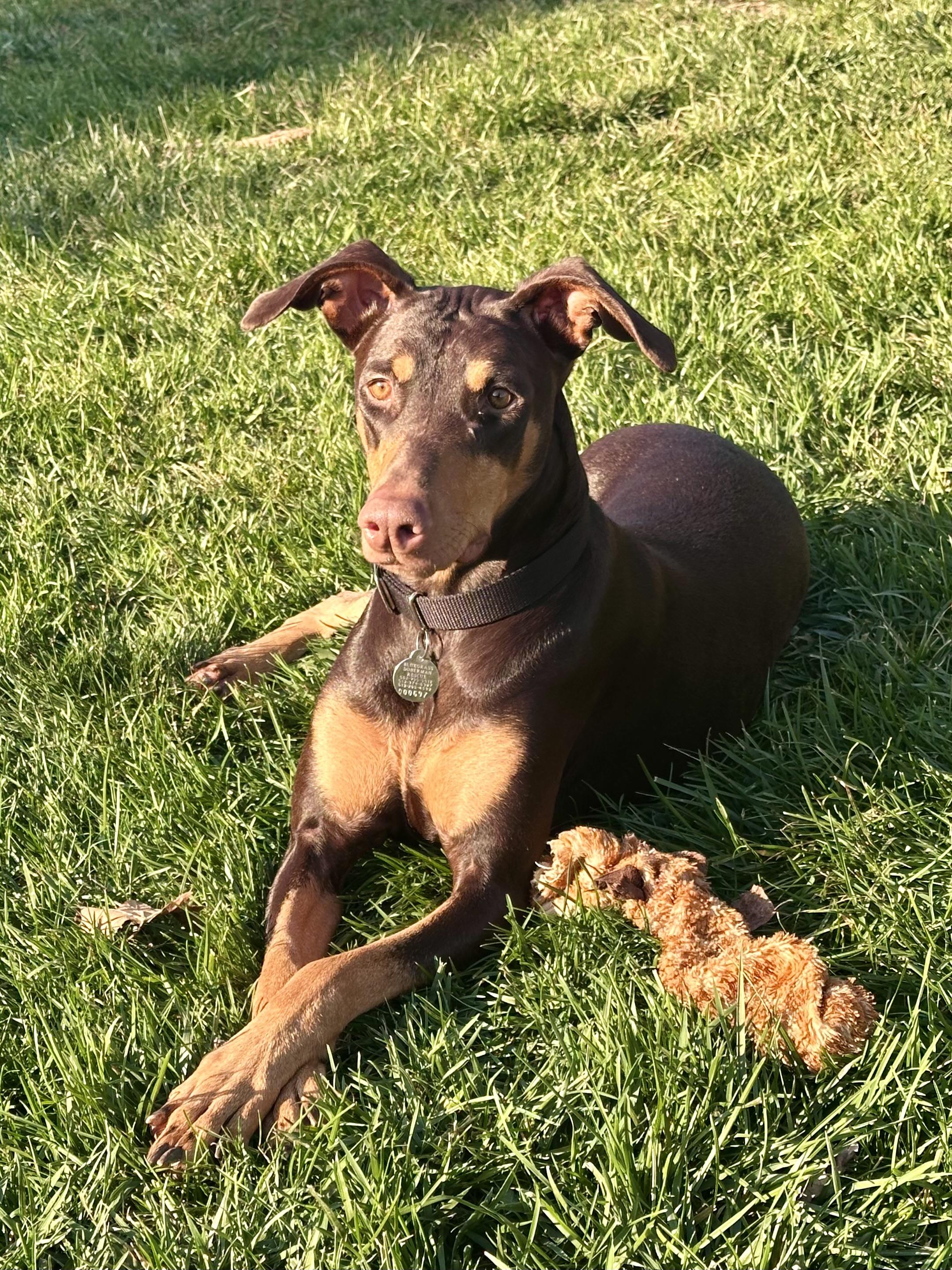 Enlarge Gypsy, a ADOPTABLE Doberman Pinscher in Louisville, KY image 5/6