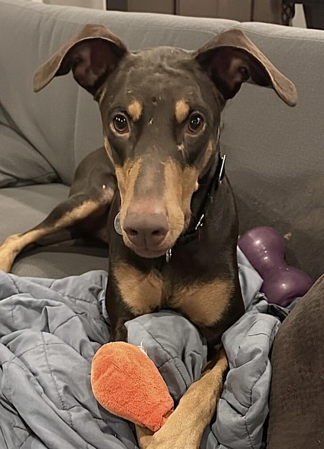 Enlarge Gypsy, a ADOPTABLE Doberman Pinscher in Louisville, KY image 6/6