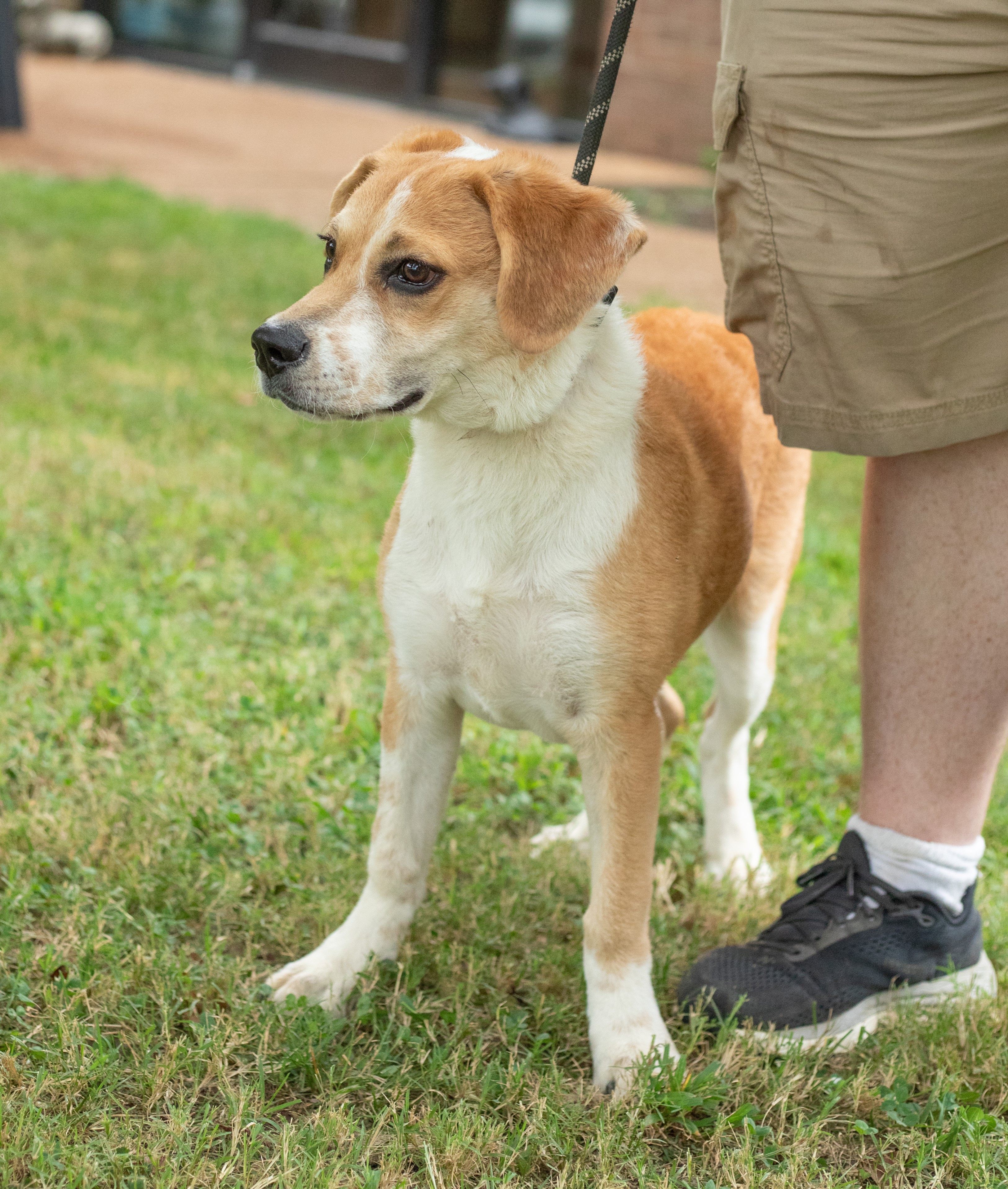 Dog for adoption Cactus Jack, a Beagle & Labradoodle Mix in Jackson