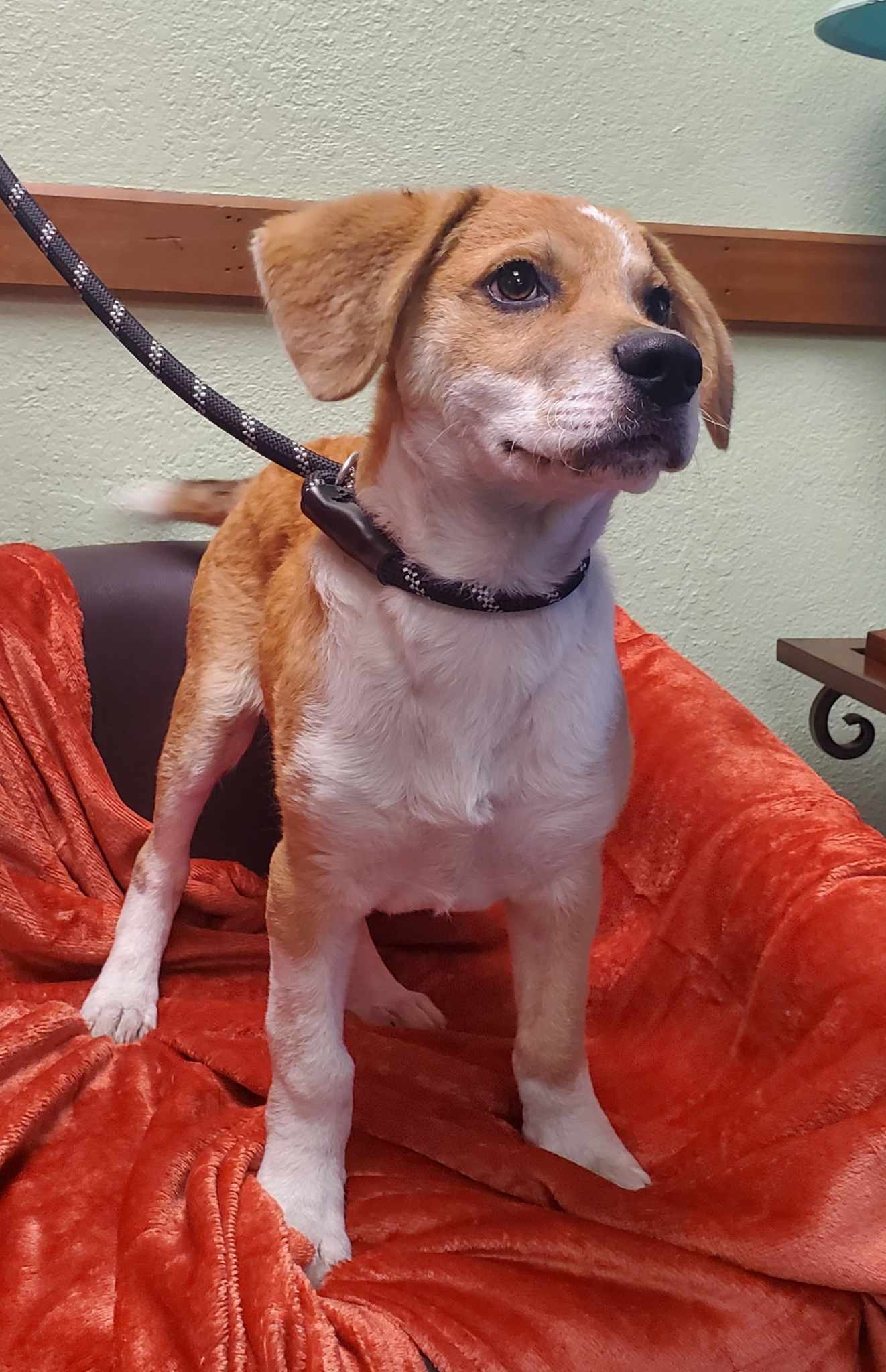 Dog for adoption Cactus Jack, a Beagle & Labradoodle Mix in Jackson