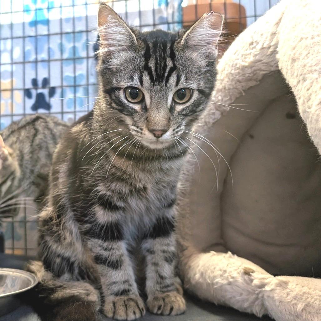Confetti Cannon, Adoptable, Kitten Female Domestic Medium Hair.