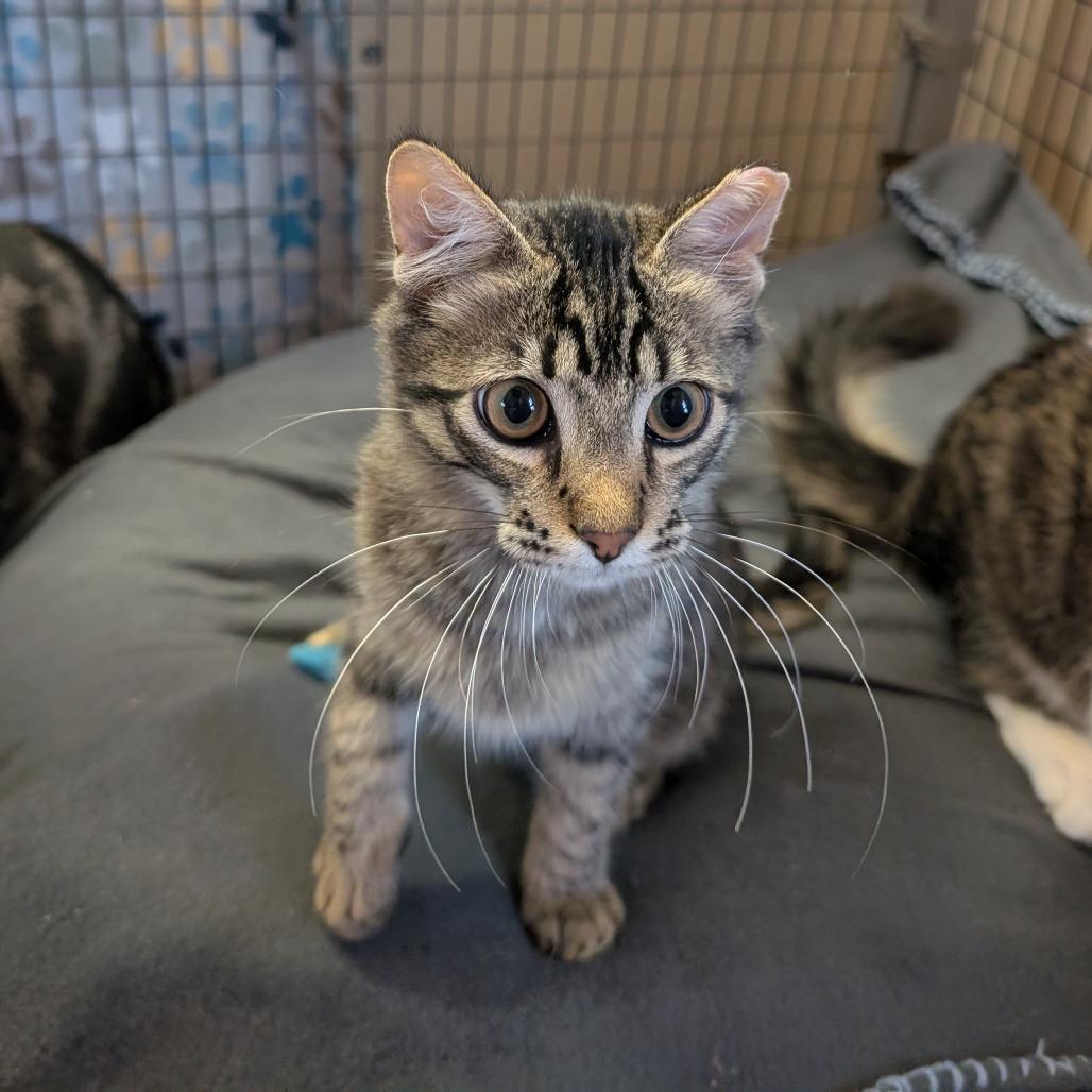 Enlarge Confetti Cannon, a Adoptable Domestic Medium Hair in Redwood Valley, CA image 2/6