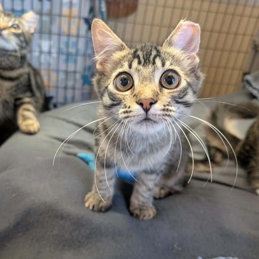 Enlarge Confetti Cannon, a Adoptable Domestic Medium Hair in Redwood Valley, CA image 3/6