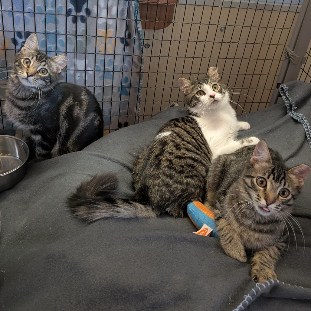 Enlarge Confetti Cannon, a Adoptable Domestic Medium Hair in Redwood Valley, CA image 4/6