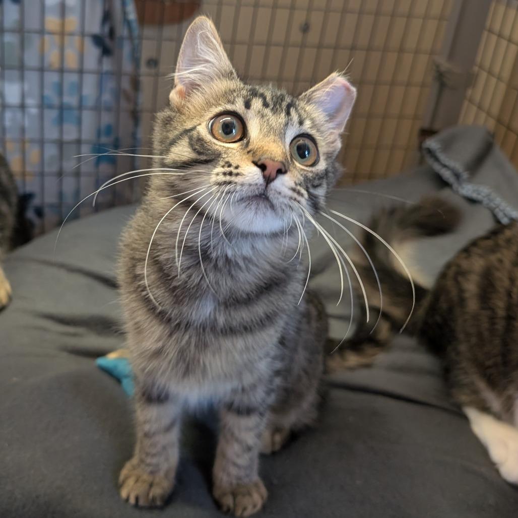 Enlarge Confetti Cannon, a Adoptable Domestic Medium Hair in Redwood Valley, CA image 5/6