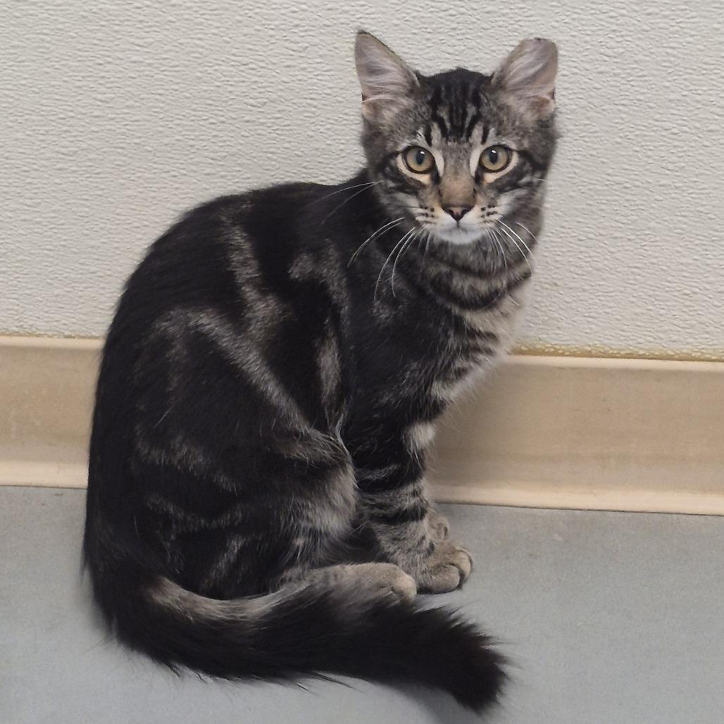 Enlarge Confetti Cannon, a Adoptable Domestic Medium Hair in Redwood Valley, CA image 6/6