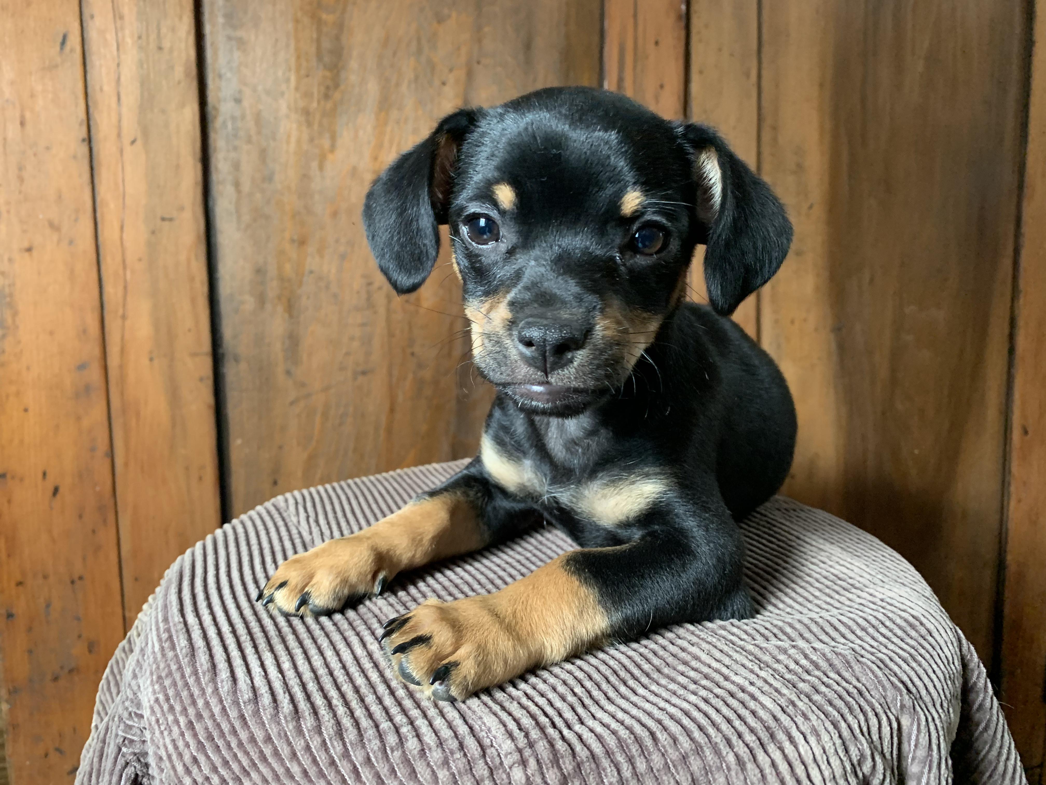 Lewis, Adopted, Puppy Male Chorkie.