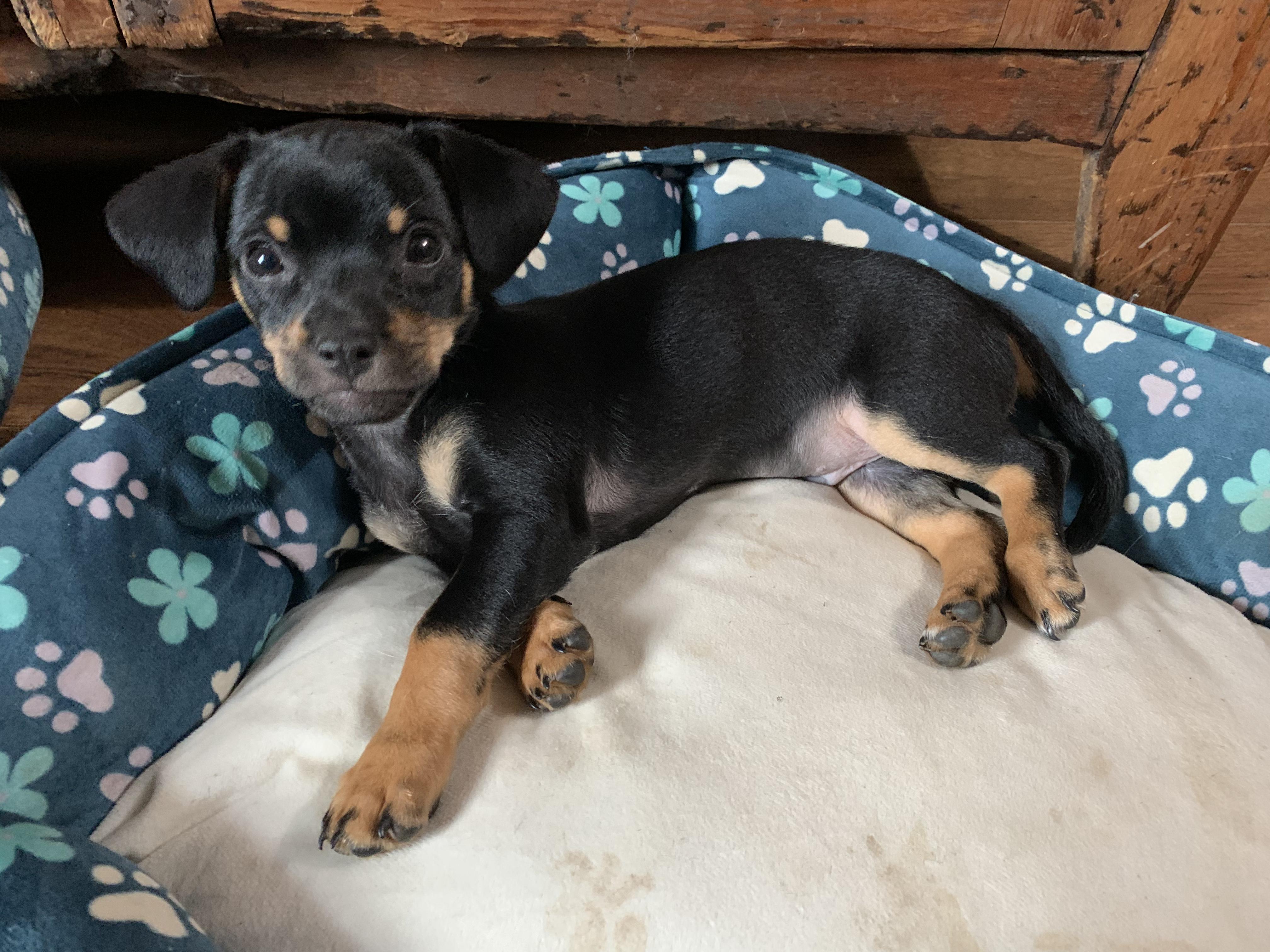 Lewis, a Adopted mixed breed in Feura Bush, NY image 2/5