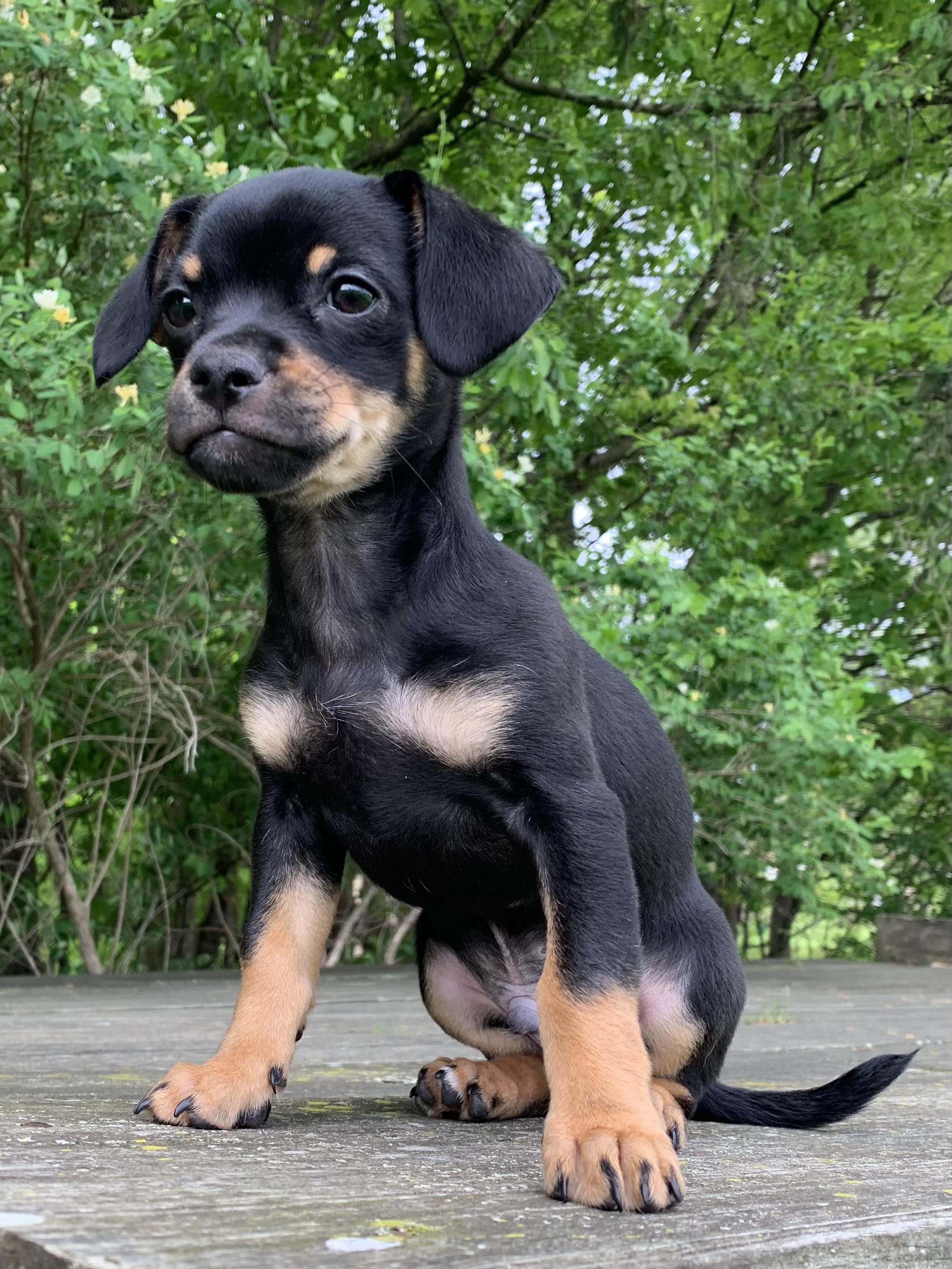 Lewis, a Adopted mixed breed in Feura Bush, NY image 4/5