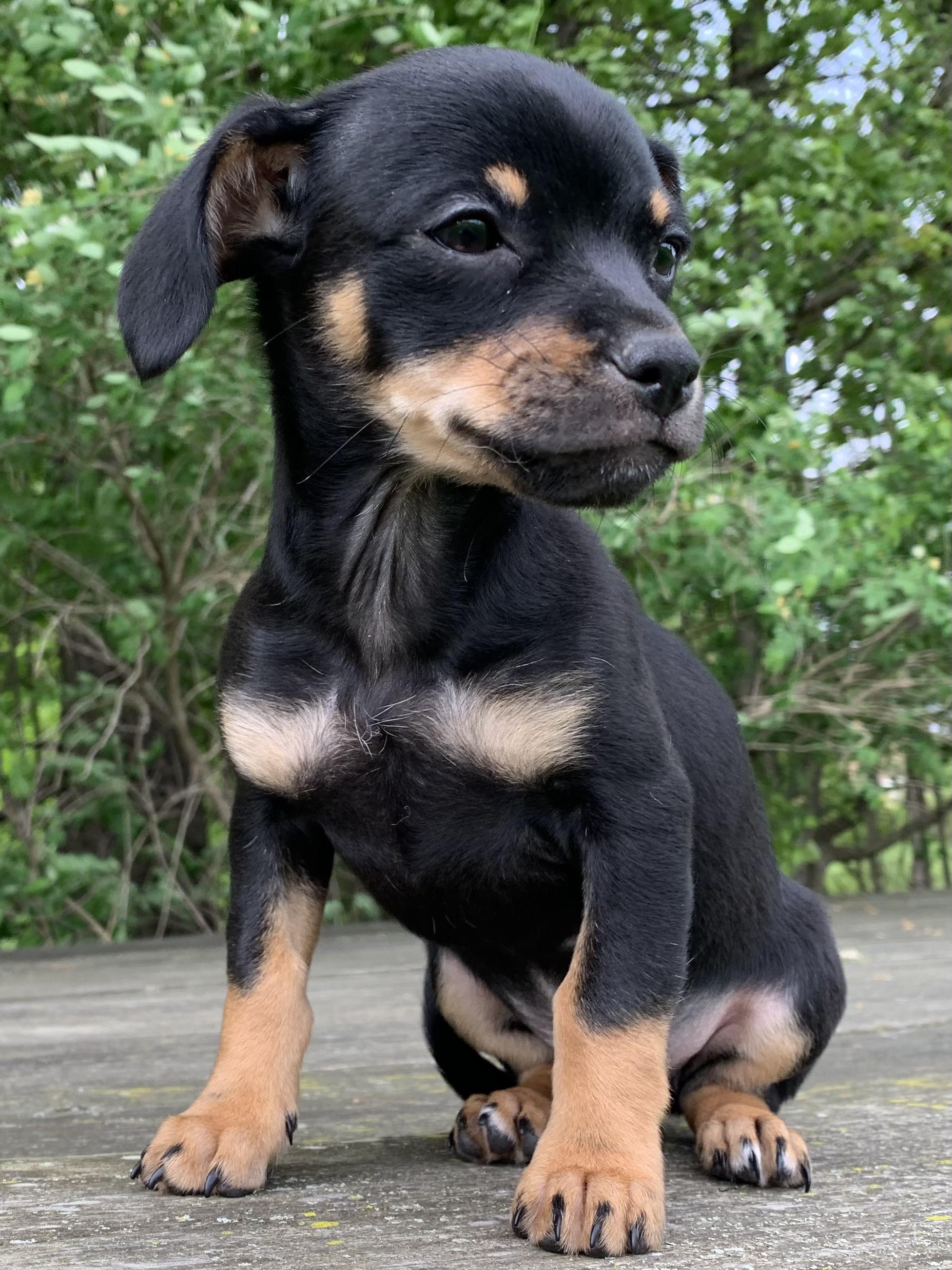 Lewis, a Adopted mixed breed in Feura Bush, NY image 5/5