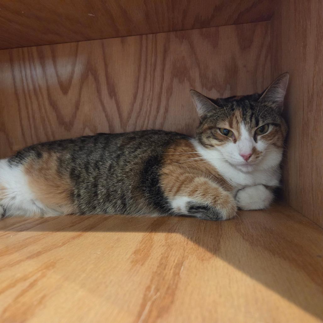 Enlarge Foxy, a Adoptable Domestic Short Hair in Bentonville, AR image 1/3