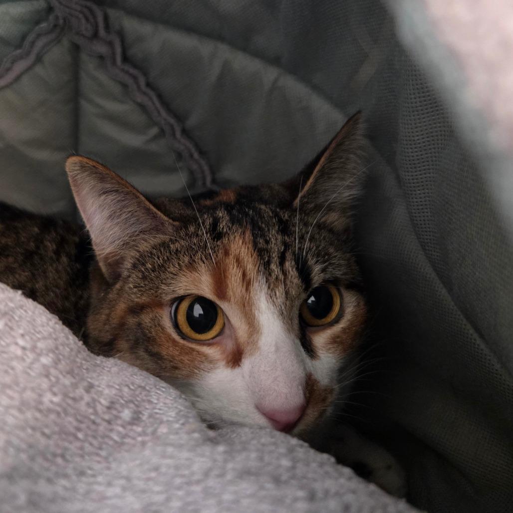 Enlarge Foxy, a Adoptable Domestic Short Hair in Bentonville, AR image 2/3