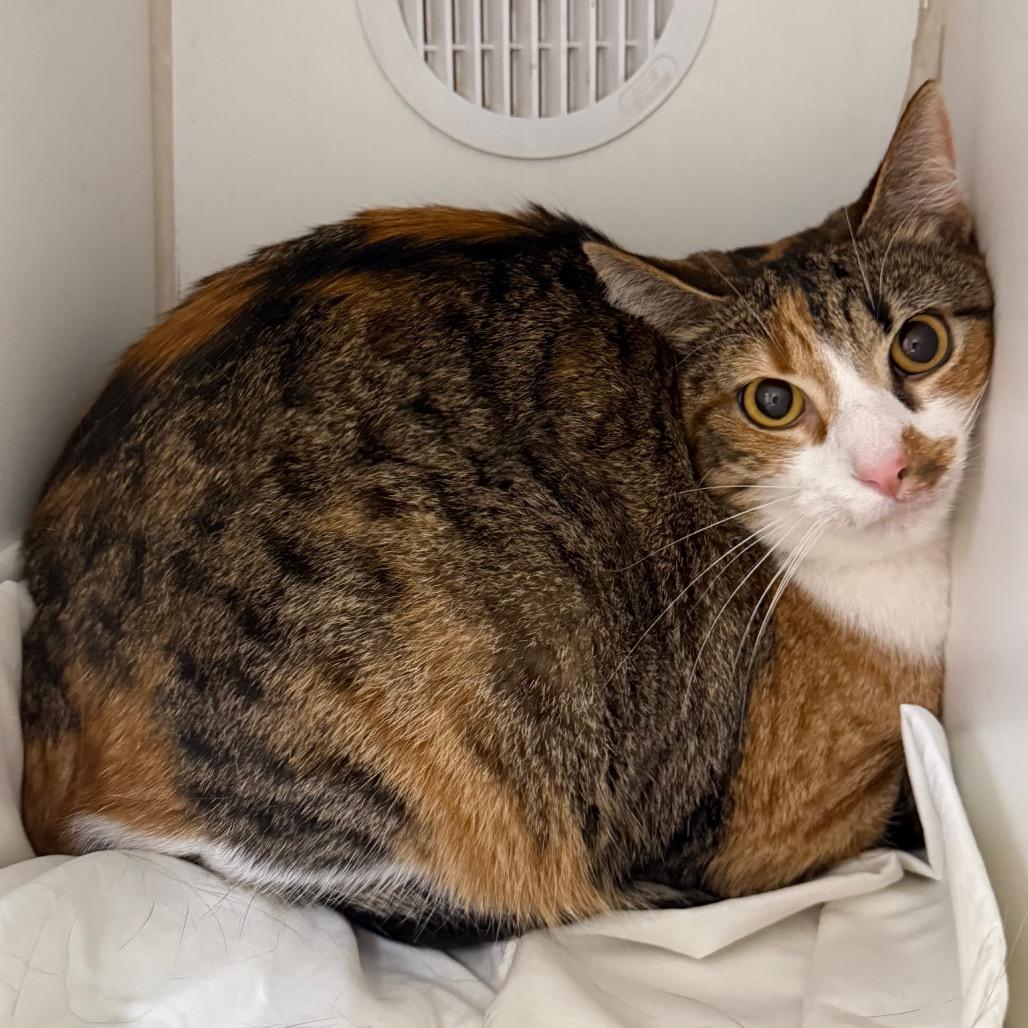 Enlarge Foxy, a Adoptable Domestic Short Hair in Bentonville, AR image 3/3