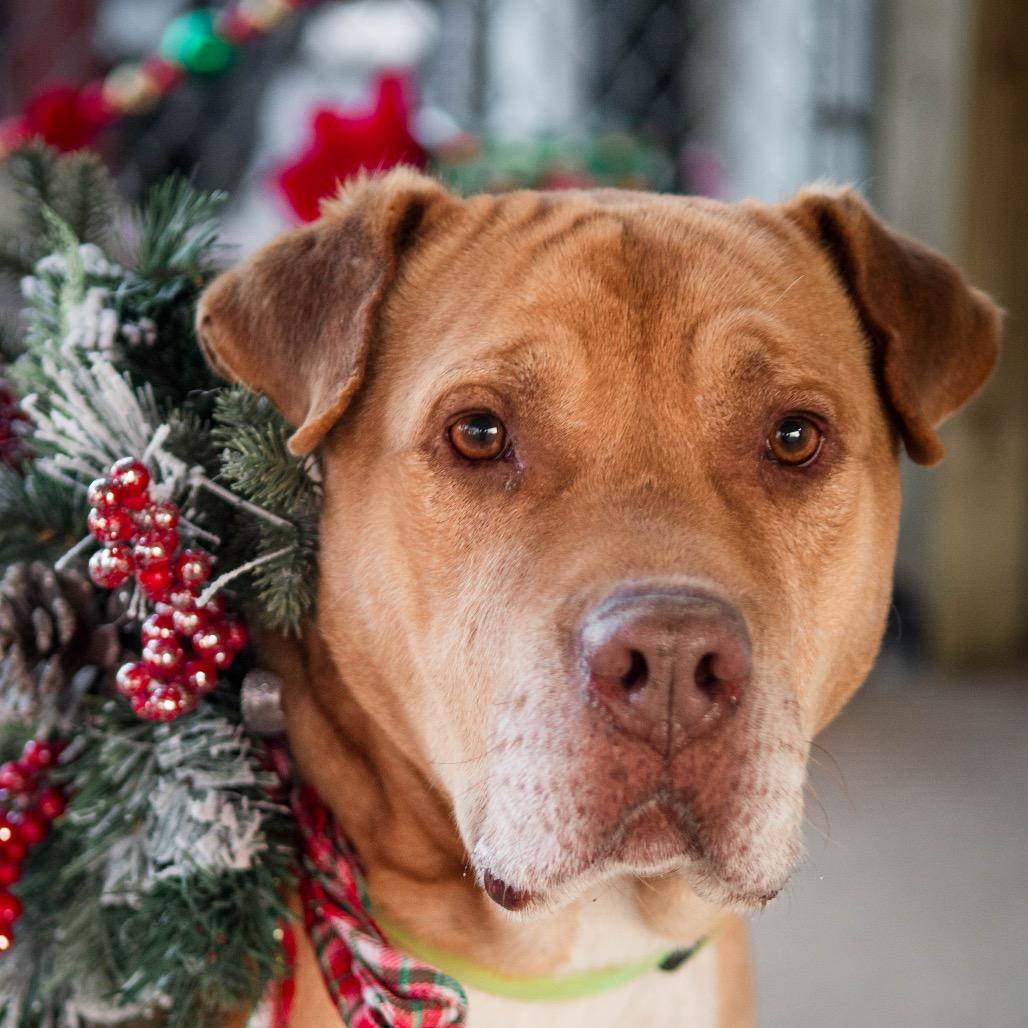 Eeyore, Adoptable, Adult Male American Staffordshire Terrier & Shar-Pei.