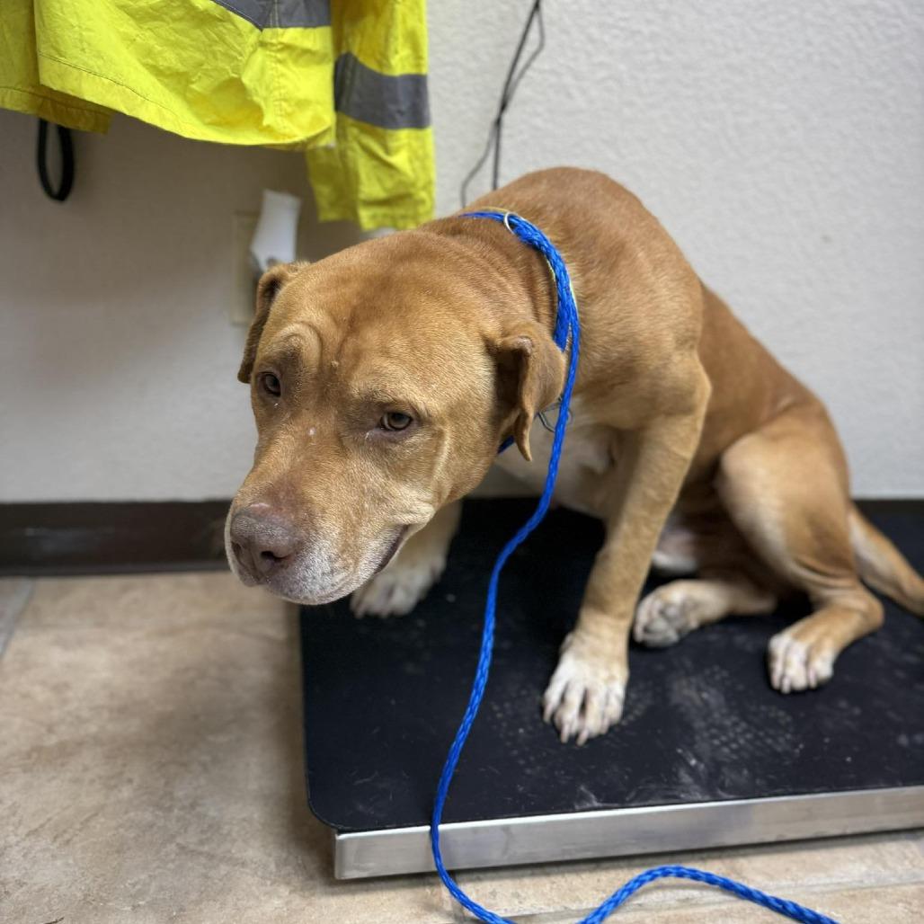 Enlarge Eeyore, a Adoptable mixed breed in Collinsville , OK image 1/1
