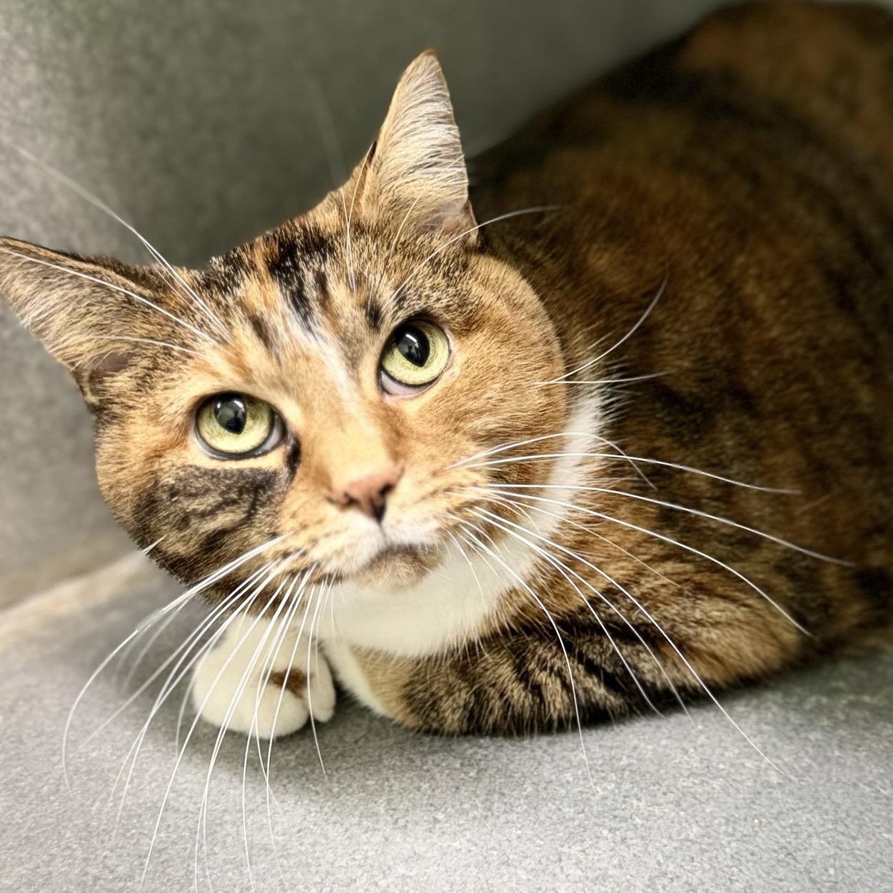 Enlarge Dolly, a Adoptable Domestic Short Hair in Morris, MN image 4/4