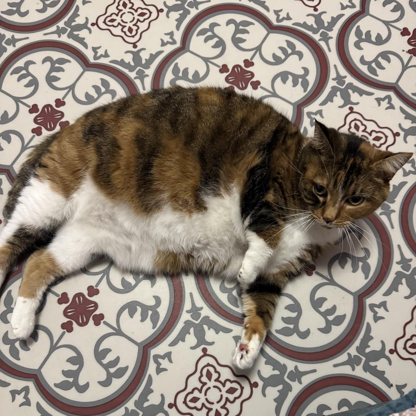 Enlarge Dolly, a Adoptable Domestic Short Hair in Morris, MN image 3/6