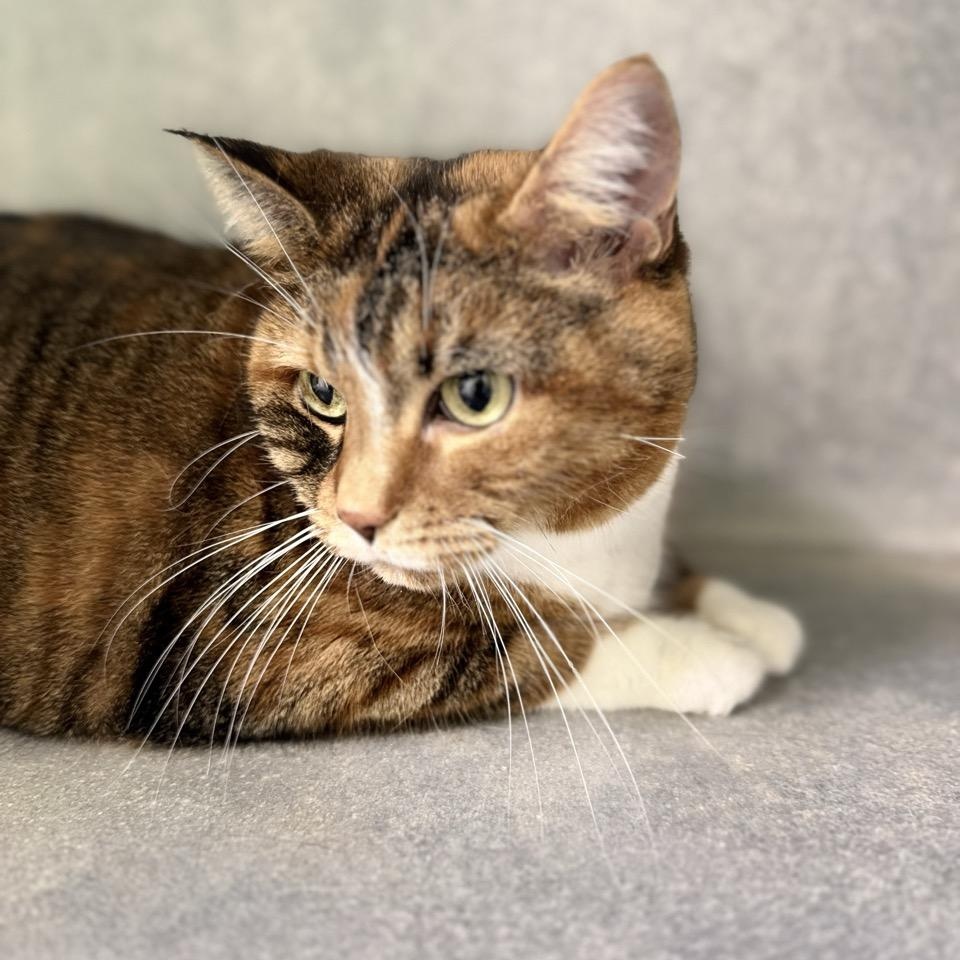 Enlarge Dolly, a Adoptable Domestic Short Hair in Morris, MN image 3/4