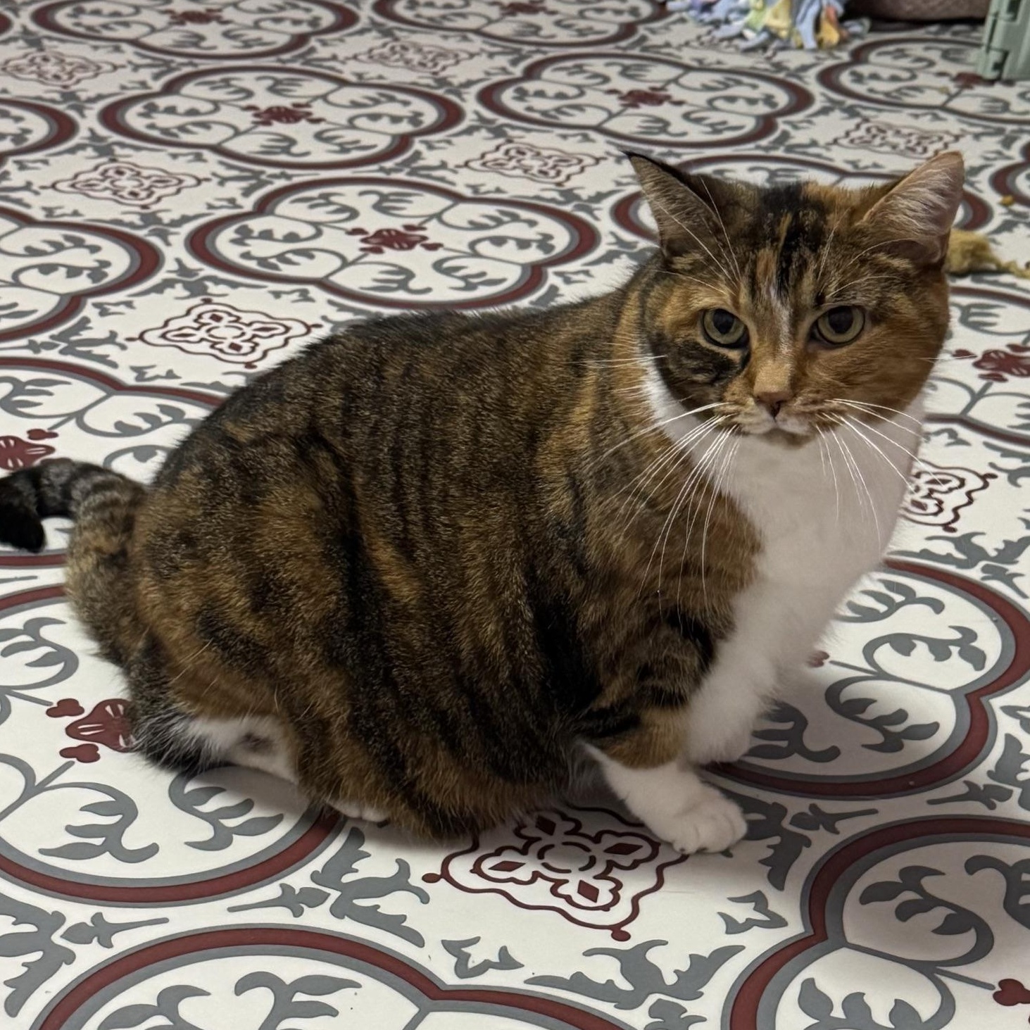 Dolly, Adoptable, Senior Female Domestic Short Hair.
