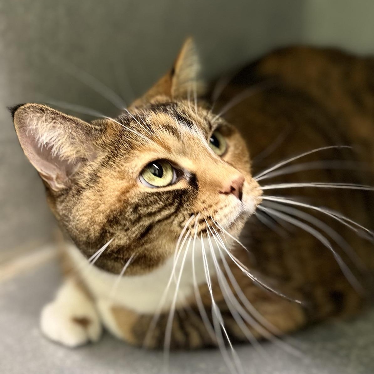 Enlarge Dolly, a Adoptable Domestic Short Hair in Morris, MN image 2/4