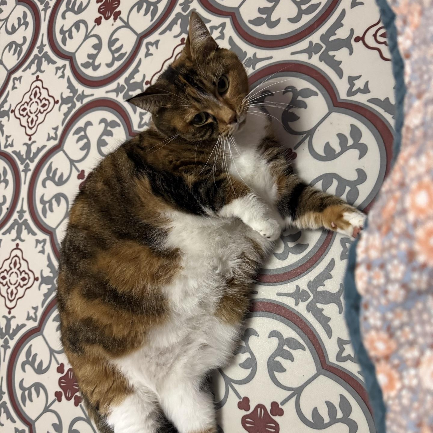 Enlarge Dolly, a Adoptable Domestic Short Hair in Morris, MN image 6/6