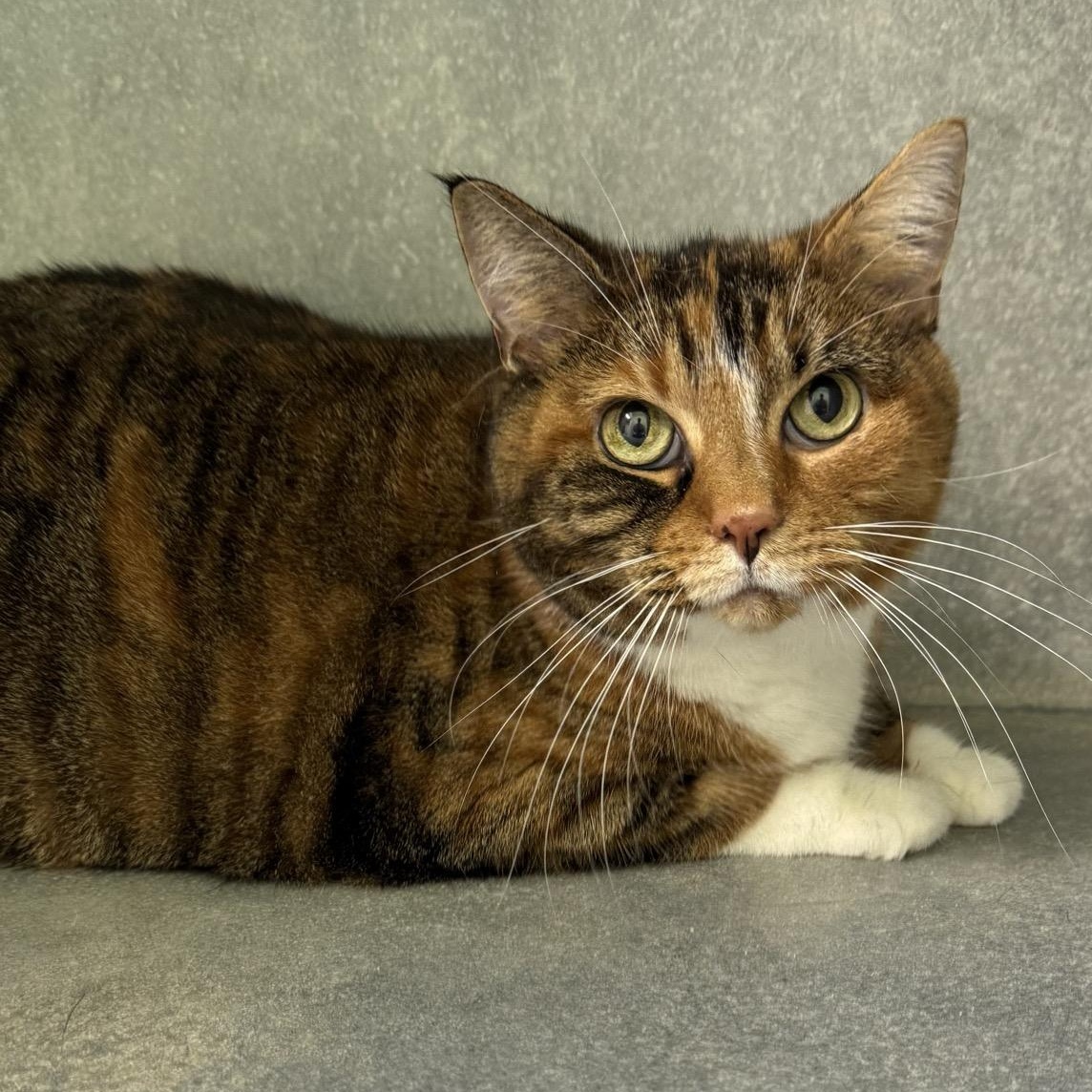 Dolly, Adoptable, Senior Female Domestic Short Hair.