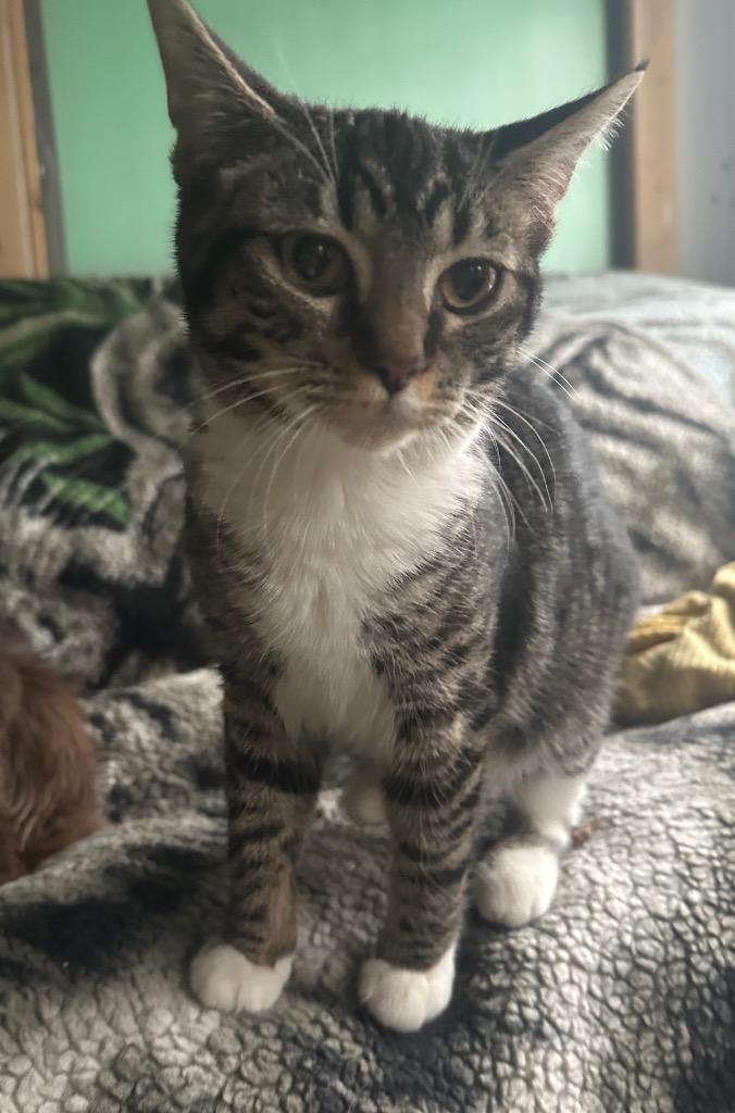 Love (bonded with Cupid 2)