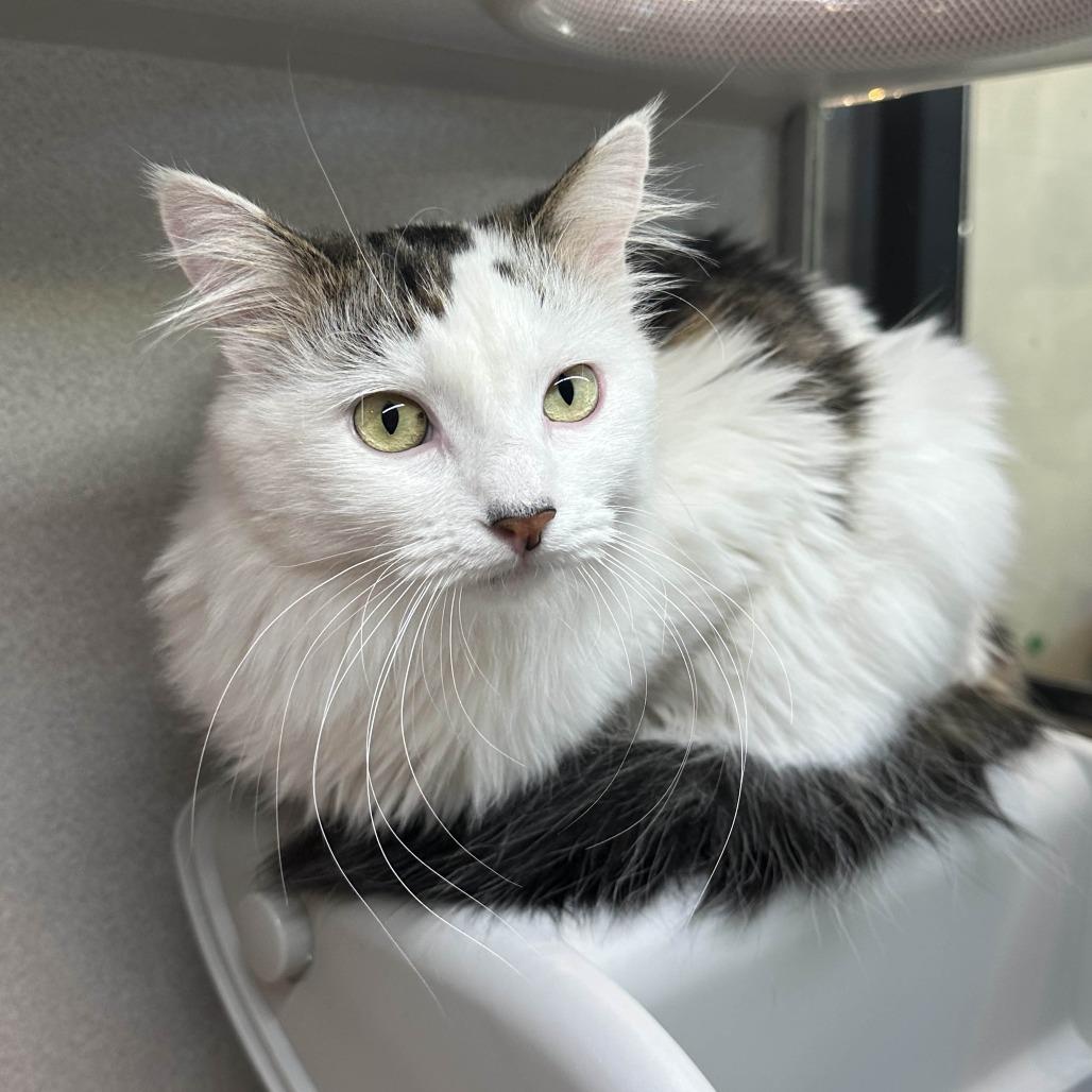 Nami, Adoptable, Adult Female Domestic Medium Hair.