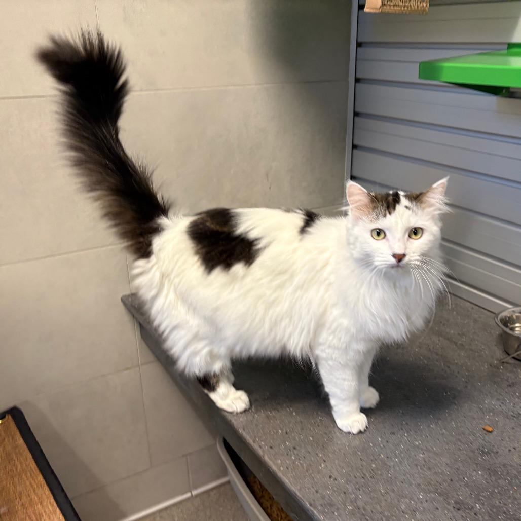 Nami, a Adoptable Domestic Medium Hair in Cody, WY image 2/6