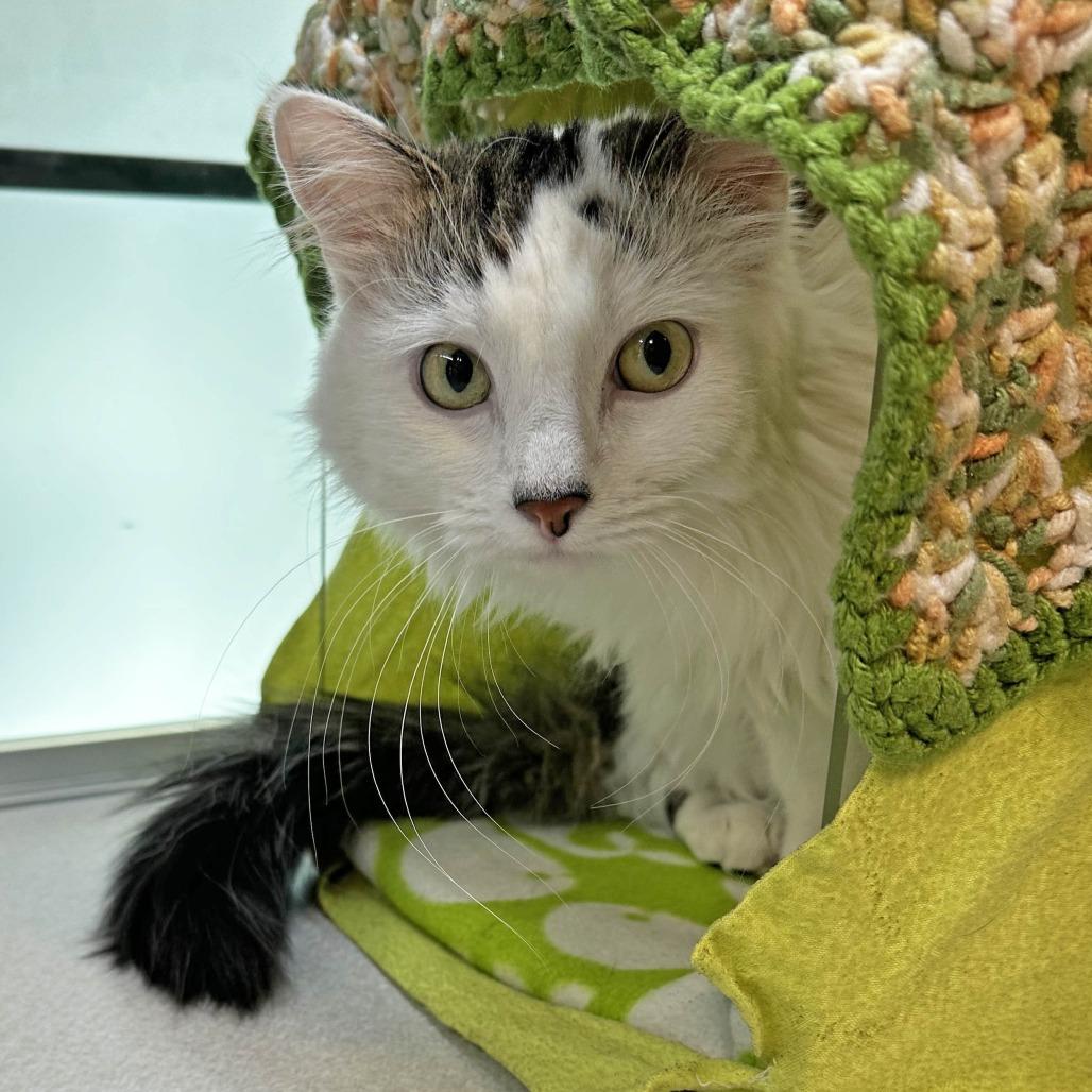 Nami, a Adoptable Domestic Medium Hair in Cody, WY image 3/6