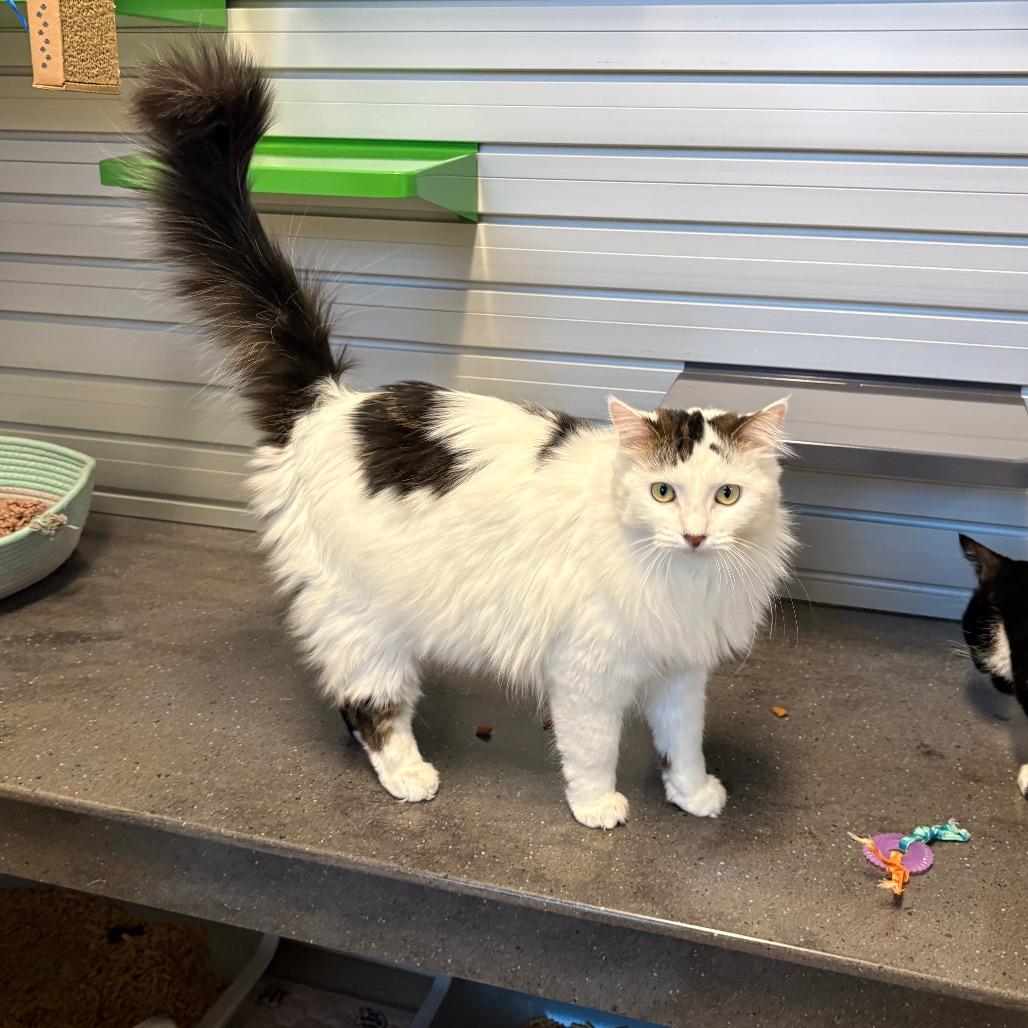 Nami, a Adoptable Domestic Medium Hair in Cody, WY image 6/6