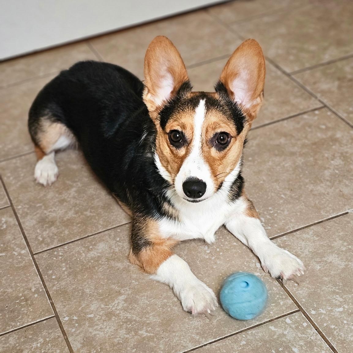 Enlarge Scout, an adopted Corgi in Cranford, NJ image 2/4