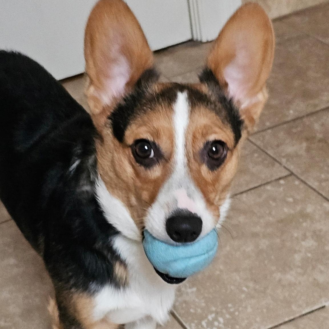 Enlarge Scout, an adopted Corgi in Cranford, NJ image 4/4