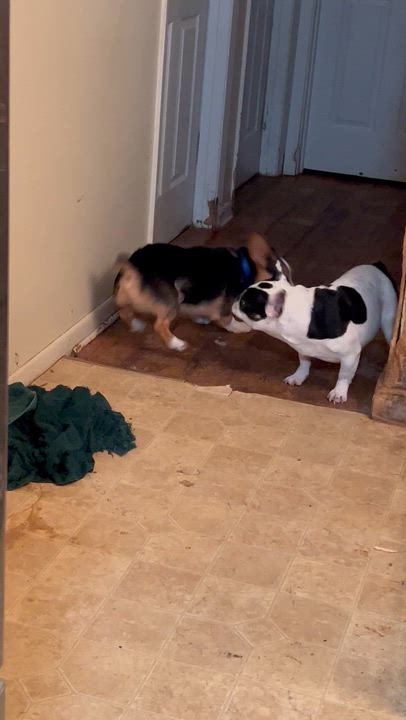 Enlarge Scout, an adopted Corgi in Cranford, NJ video 3/4