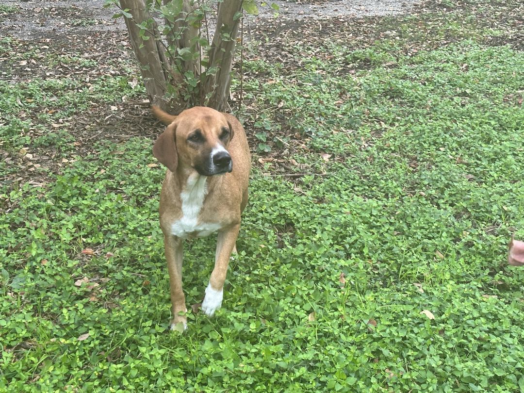 Enlarge Fizz, a Adoptable mixed breed in Round Rock, TX image 1/6