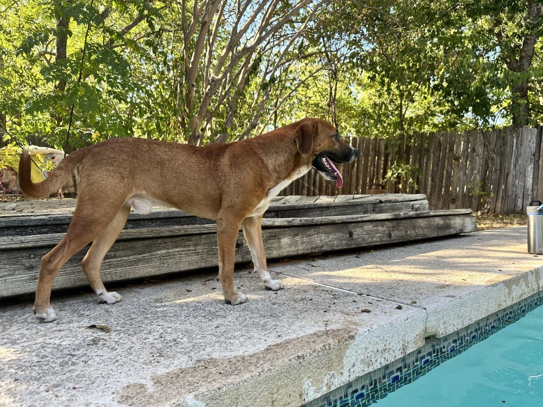 Enlarge Fizz, a Adoptable mixed breed in Round Rock, TX image 2/6