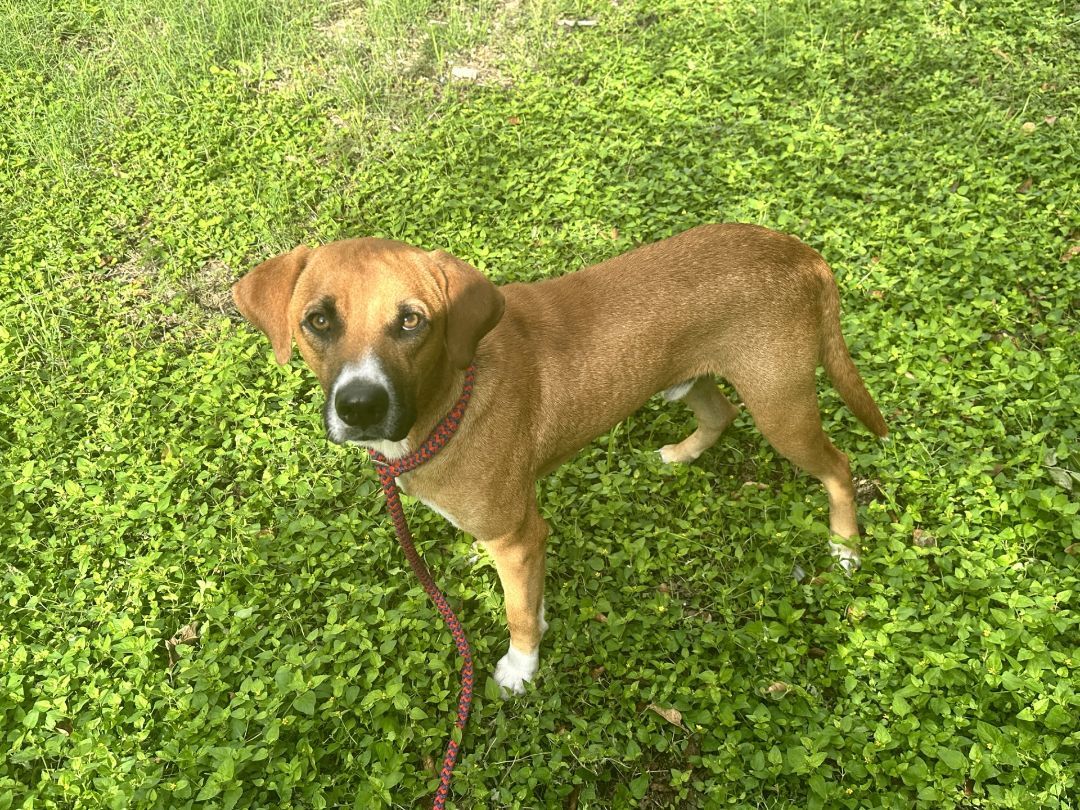 Enlarge Fizz, a Adoptable mixed breed in Round Rock, TX image 4/6